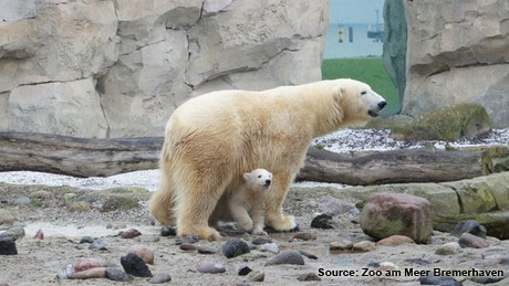Lale-Polar-Bear